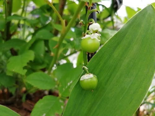 ドイツスズランの実 庭がなくても鉢バラでローズガーデン 楽天ブログ