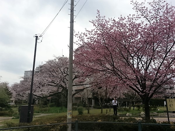 20160401桜3.jpg