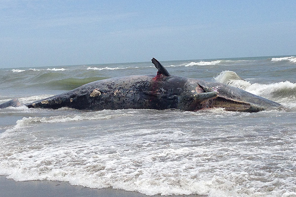 whale-2.jpg