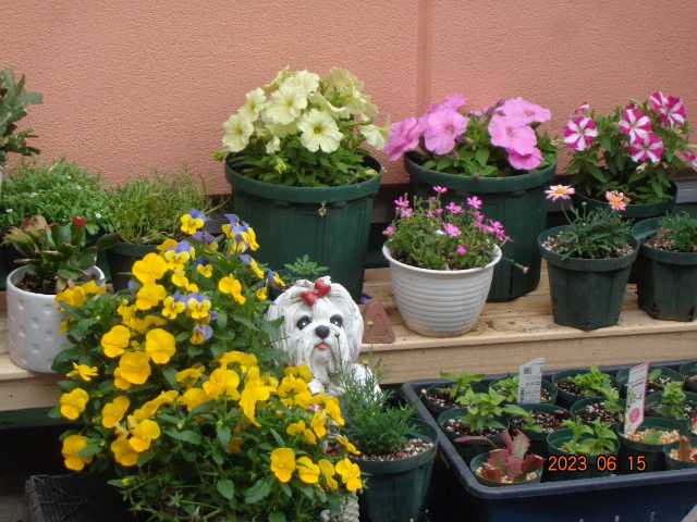 オステオプレヴィックス D リーフレット