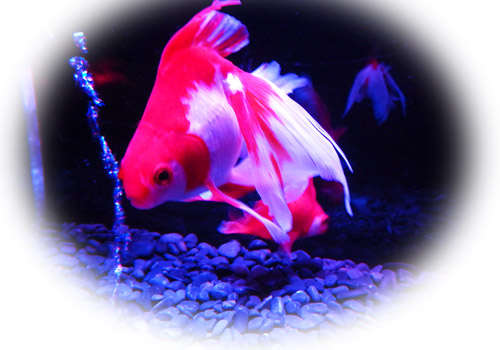 金魚３