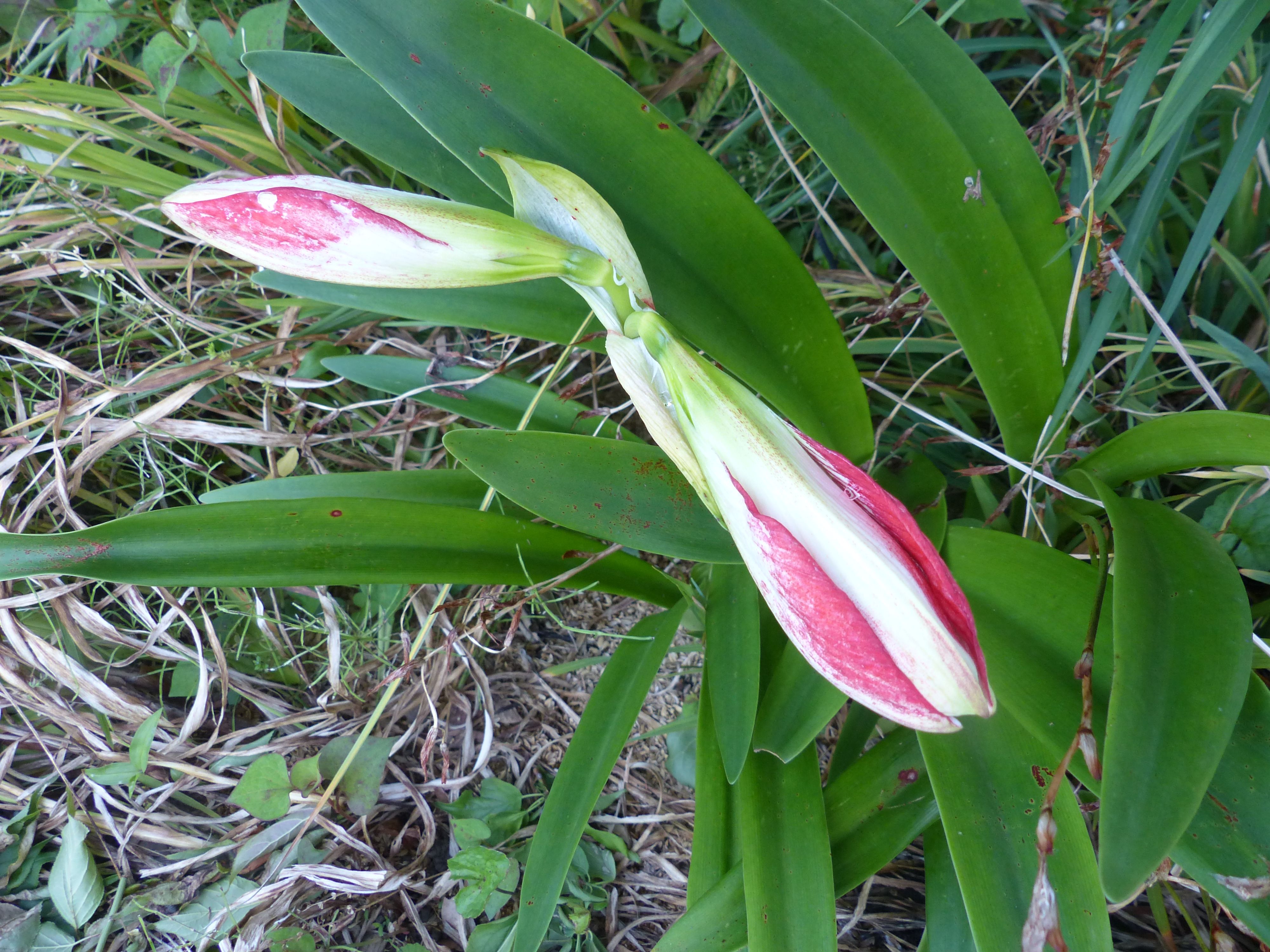 アプチロンの花が 提灯のよう オープンガーデン 蕗のとう 楽天ブログ