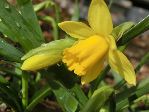 水仙ティタティタ
