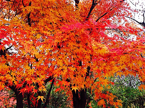 rblog-20151115183533-01.jpg