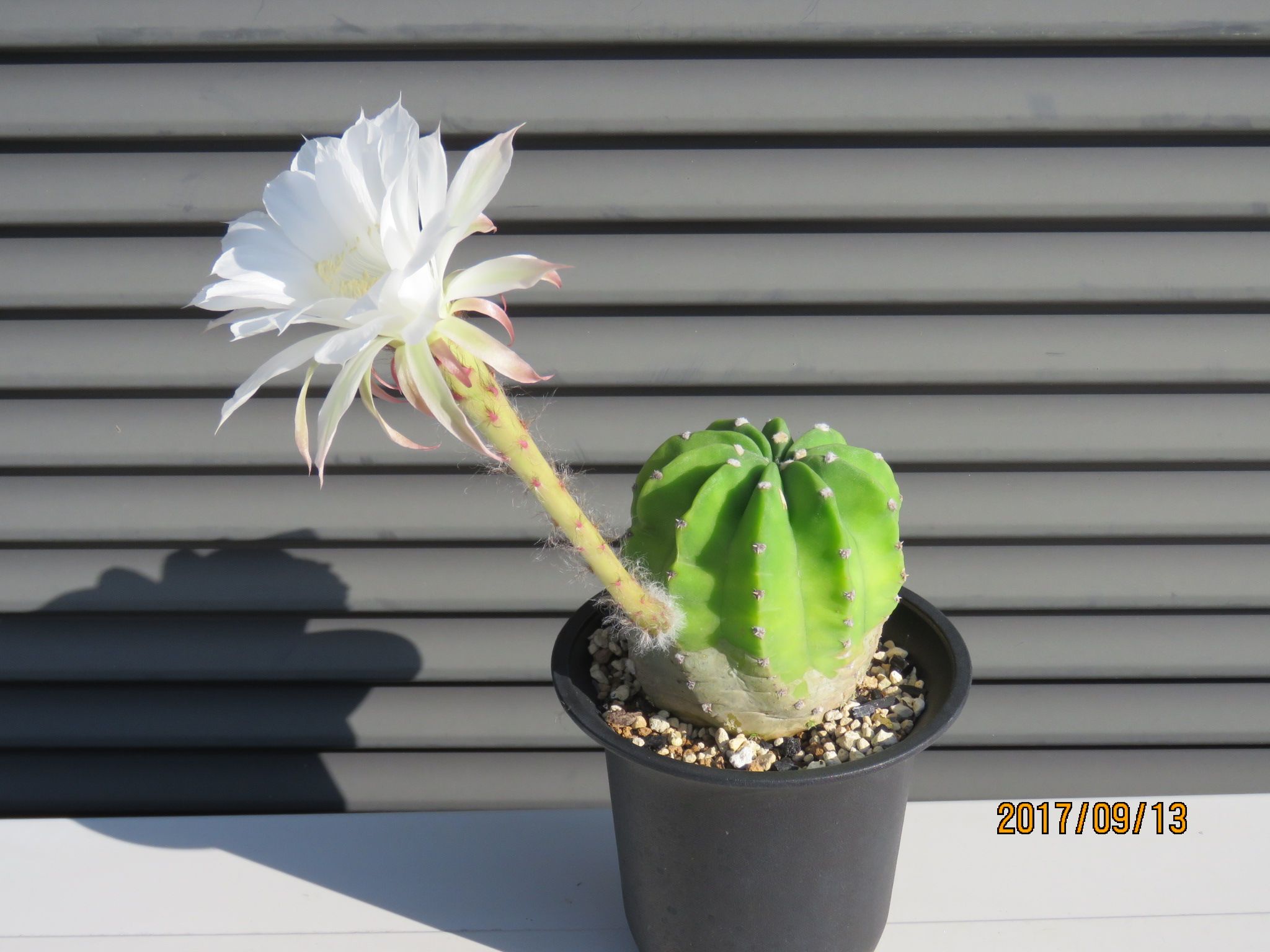 エキノプシス属 王冠短毛丸さん２つ目の開花 びびるタニサボ達 楽天ブログ