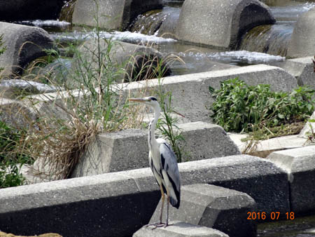 サギ.jpg