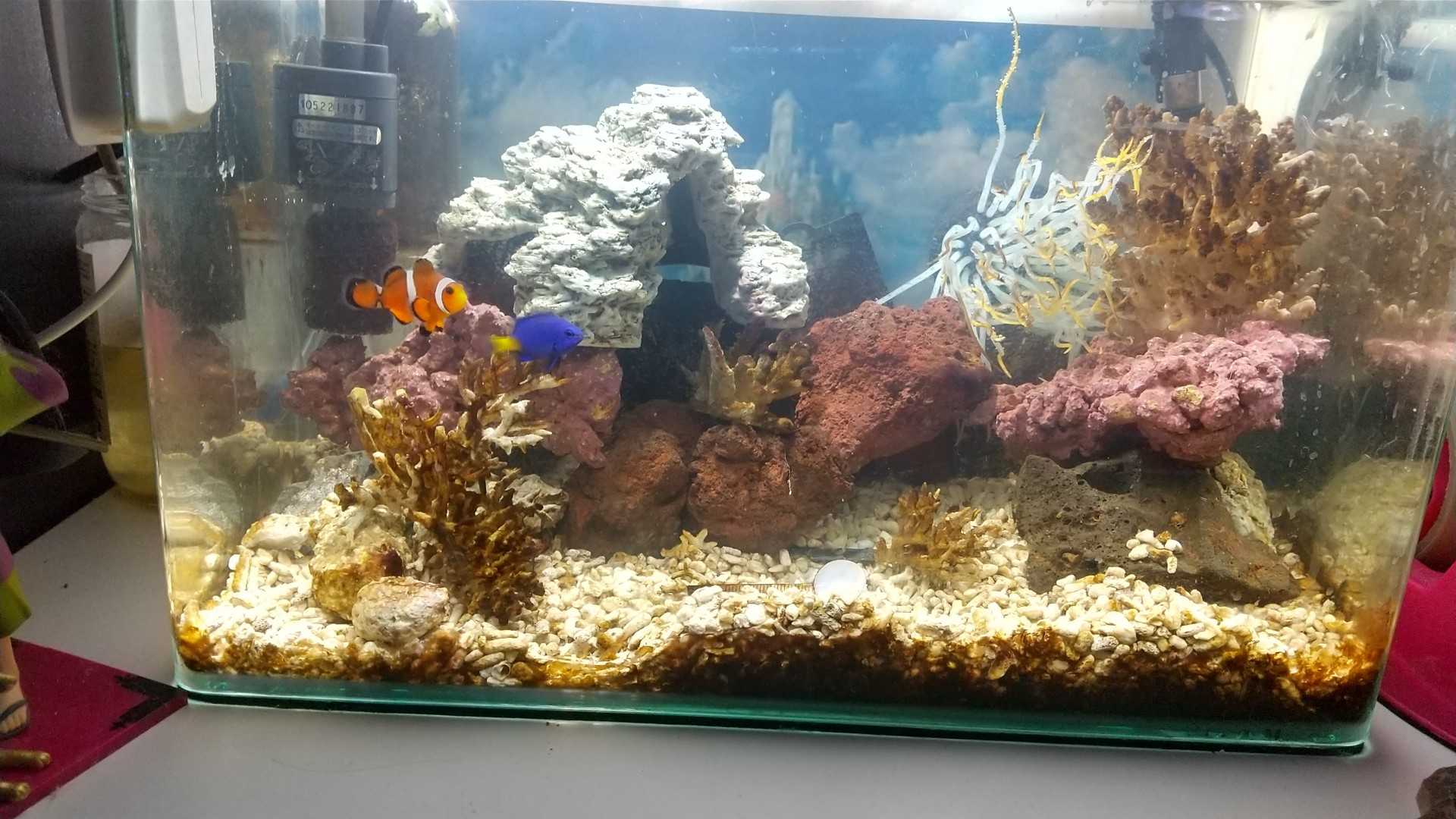 21年05月23日の記事 ねこ65のブログ 楽天ブログ