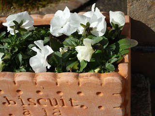 P1300818ss.jpg
