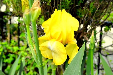 6ページ目の 花と園芸 三田のいのしし 見て歩き日記 楽天ブログ