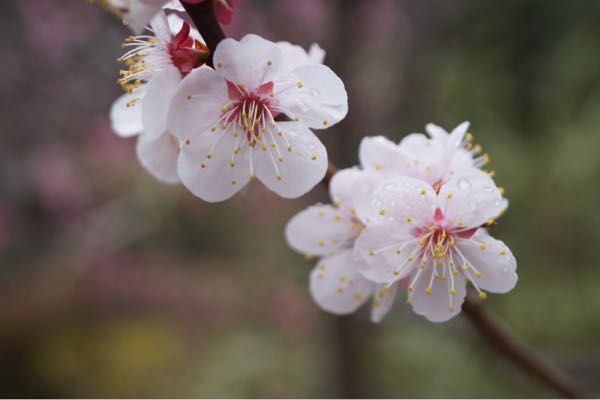 rblog-20180319233029-08.jpg