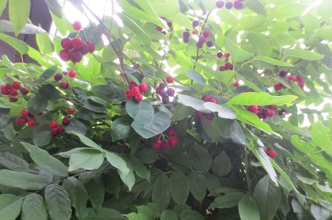 ジューンベリーの赤い実 アトリエもこの適温生活 楽天ブログ