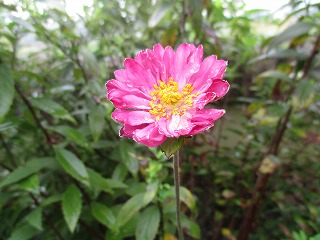 IMG_1816ss.jpg