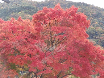 紅葉２.jpg