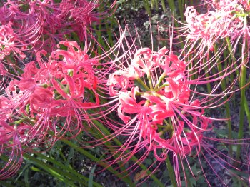 曼珠沙華2.jpg