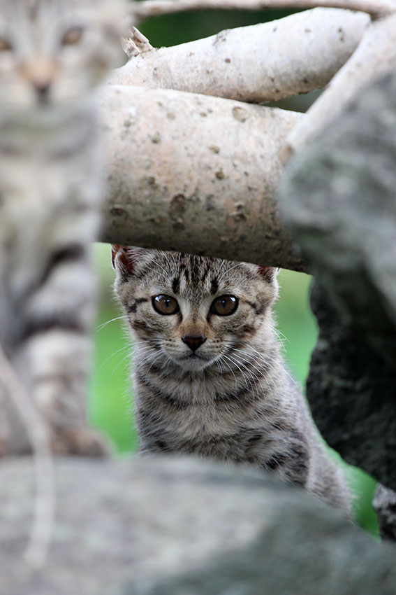 我が家のニャンコ♪2014/07/14-3