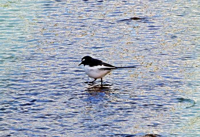 セグロセキレイ1