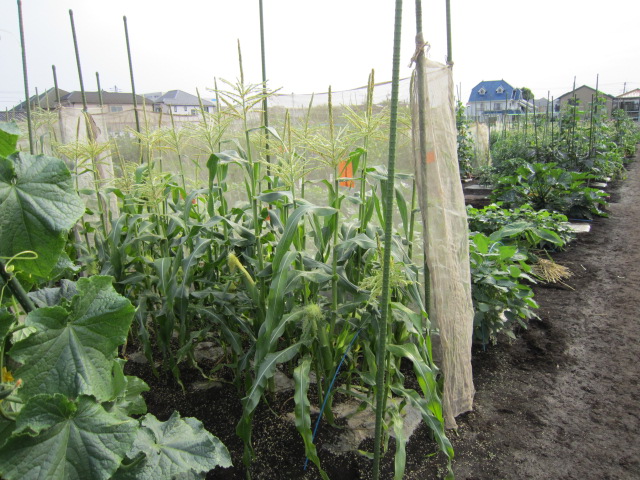 20120617とうもろこし２.jpg
