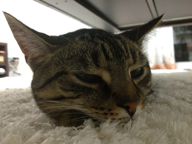 rblog-20130315223412-00.jpg