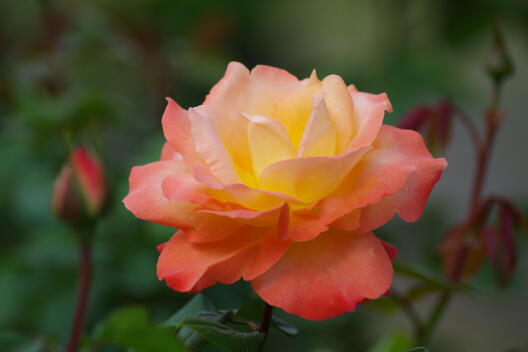 日比谷公園の秋薔薇