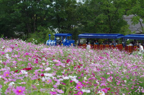 花の丘のコスモス