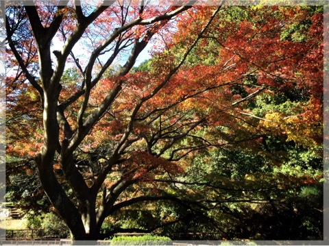 久良岐公園の紅葉