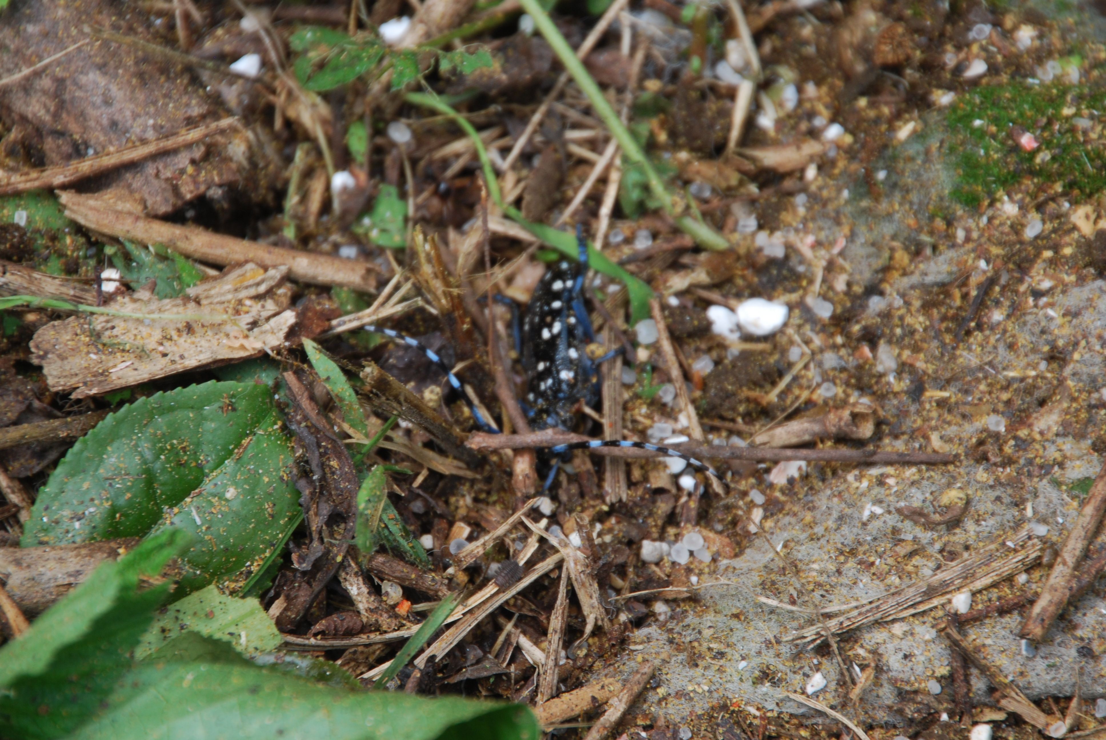 小田原の石垣山のみかん園でも カミキリムシを見つけました みかんの木を育てる 四季の変化 楽天ブログ