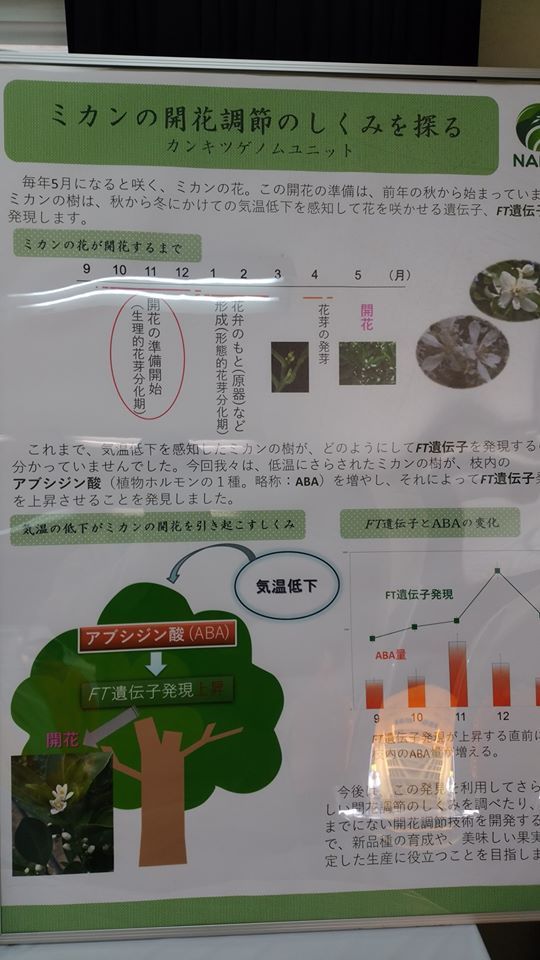 作物 ミカンのお話 柑橘試験場 いたち 医達 塾 ナルヘソサプリ 栄養管理で健康を保つ 楽天ブログ