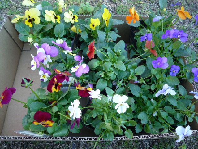花壇にパンジーとビオラを植え付けました 茉優 翔 家庭菜園ブログ 楽天ブログ