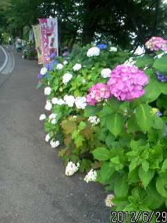 謙信平のあじさい