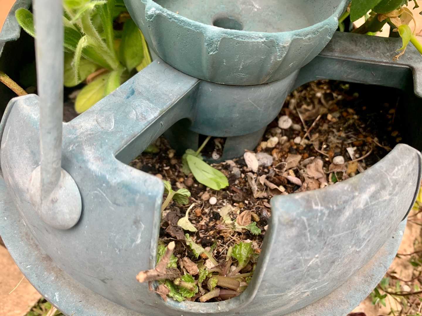 庭の花壇を占領していたレモンバームは根こそぎ取ったのですが ハンギングボールに挿し芽してたのが また増えてしまった 他の花も挿し芽してるから 取り除こうと思ったけど 根が深くて取れない とりあえず 上の茎や葉は取りました ハーブティーにしようと