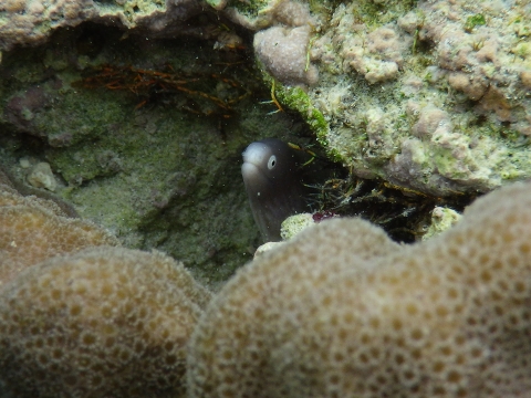 沖縄磯採集2017年5月下旬19　サビウツボ（Gymnothorax thyrsoideus）