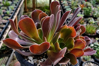 DSC_2863.jpg