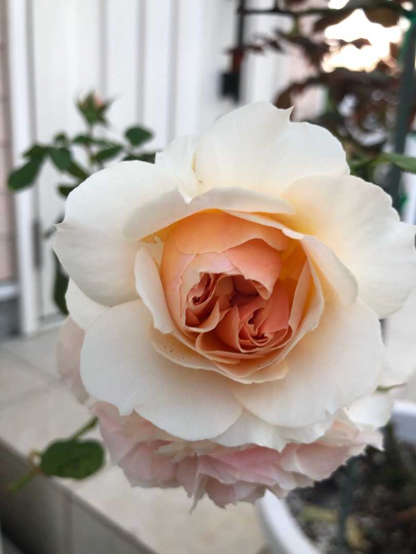 Roseママの薔薇庭