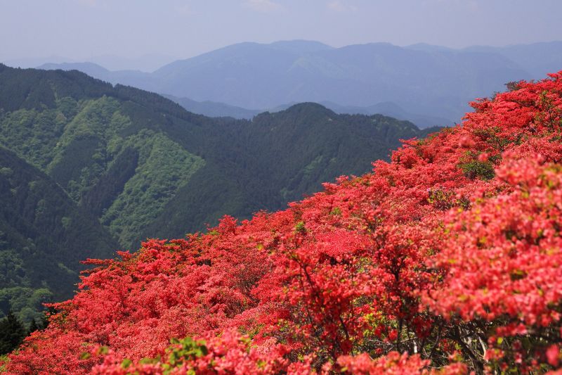 葛城山ツツジ園_004.jpg