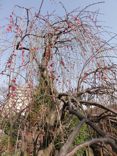 長徳寺、枝垂れ梅３.jpg