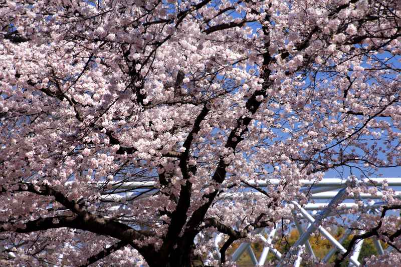 万博記念公園_002.jpg