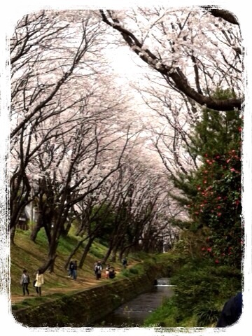 引地川の千本桜4