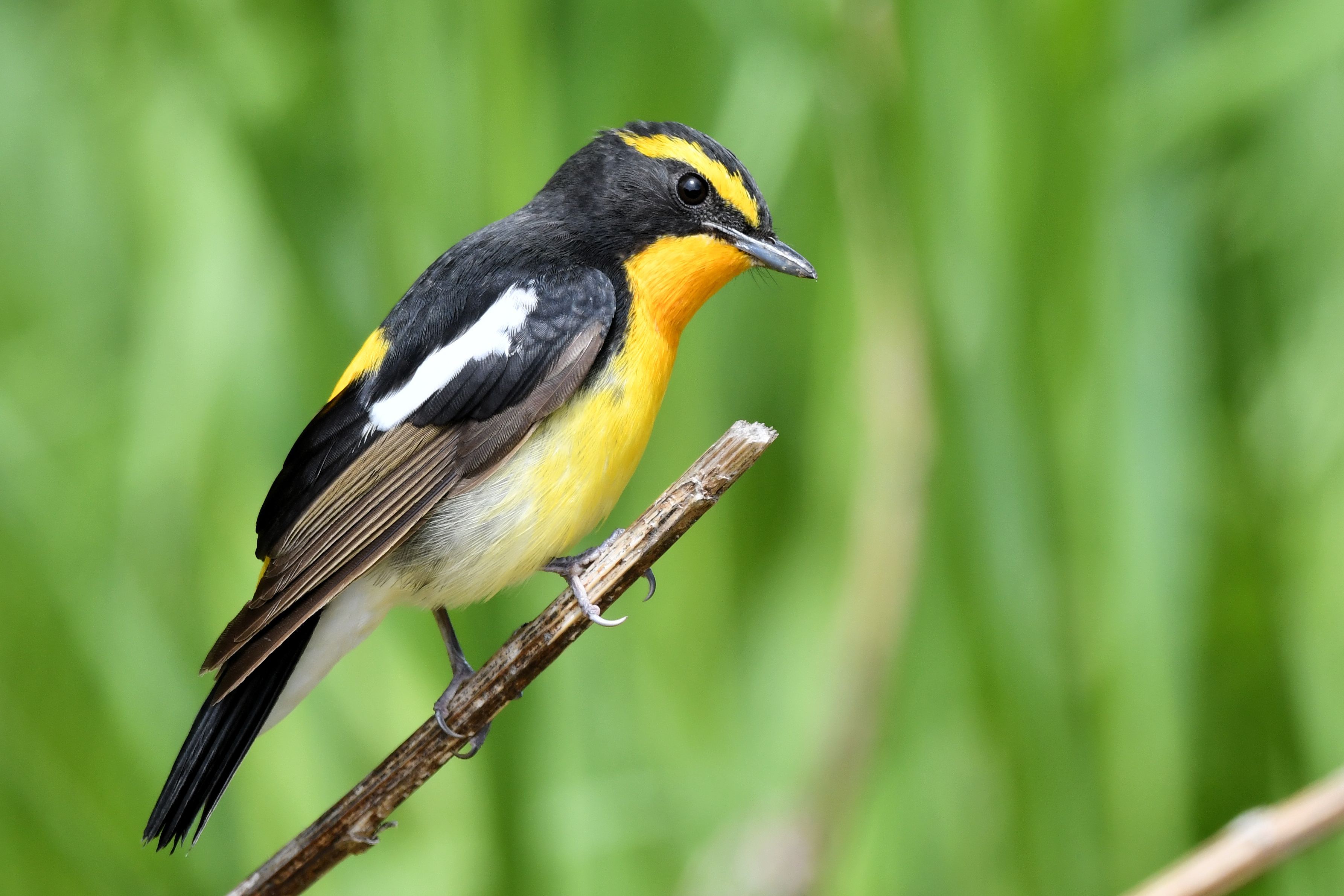 キビタキ第一回夏羽 後期 まみきびのブログ 楽天ブログ