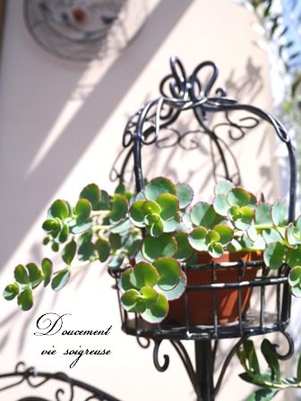 2016.5.5 ミセバヤ.JPG