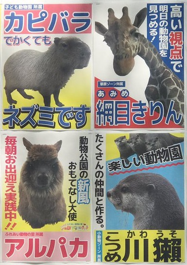 動物総選挙1.jpg