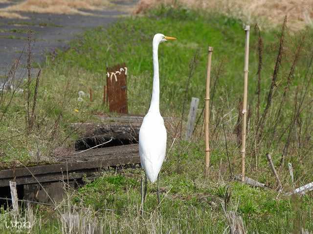 ダイサギ2021年3月29日