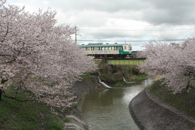 上信電鉄 桜の ハイライト2