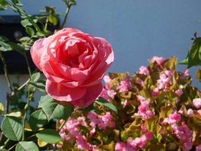 ニームオイル散布 庭がないのに薔薇育て 楽天ブログ