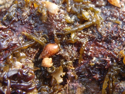 和歌山磯採集2013年4月上旬19　ワレカラ亜目（Corophiidea）の種