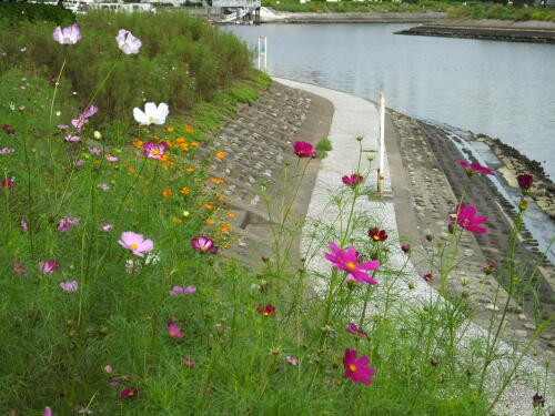 しながわ花海道