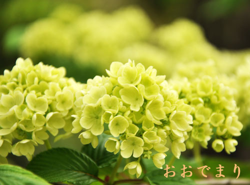 おおでまり