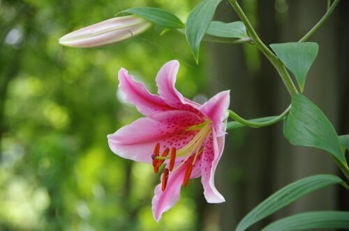 昭和記念公園のゆりの花