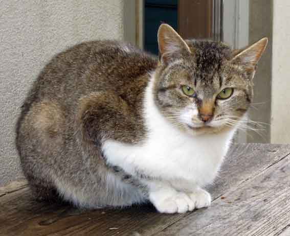 我が家のニャンコ♪2013/1/18-2