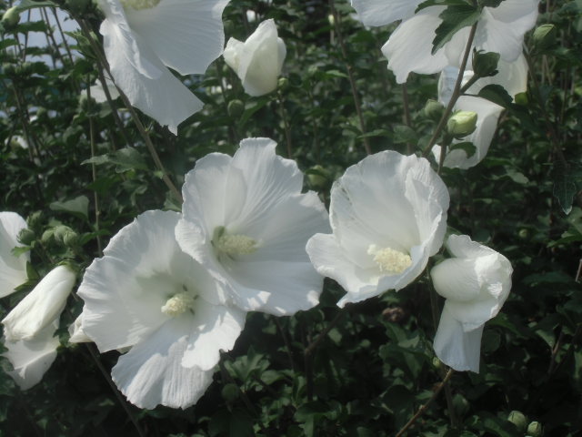 CIMG6319.JPG