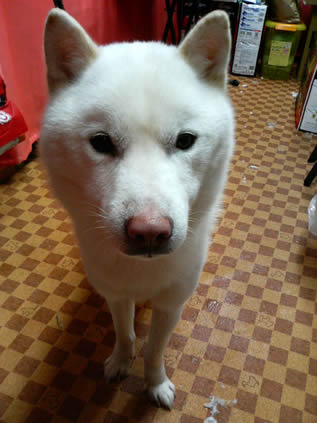 北海道犬のアール君です。